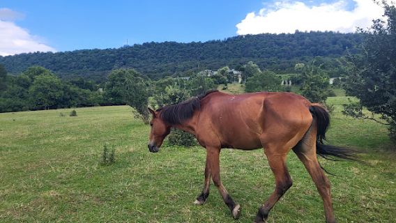 Horse riding