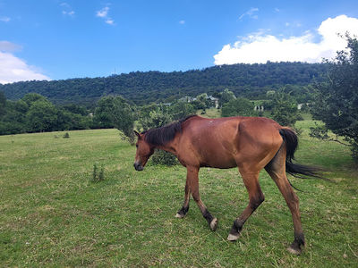 Horse riding