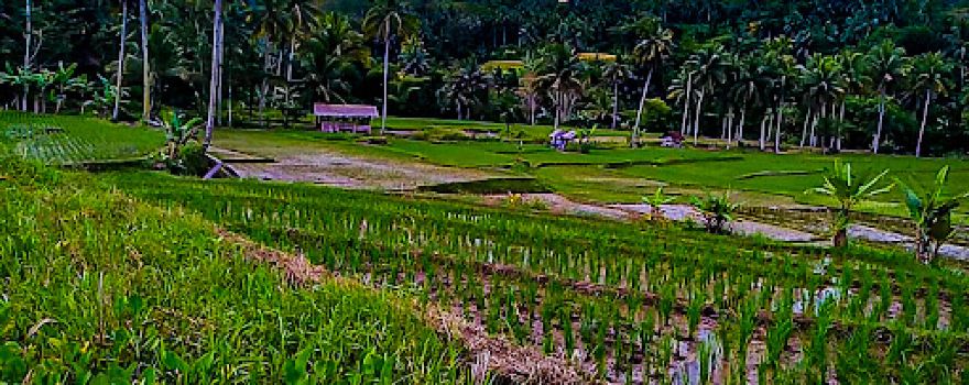 Wisata Alam Tonjong