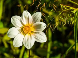 Gilbert Nature Trail