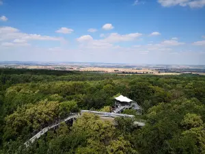 Kletterwald Hainich am Reckenbühl