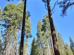 Dora Belle Campground