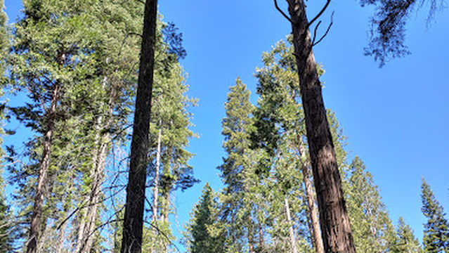 Dorabelle Campground