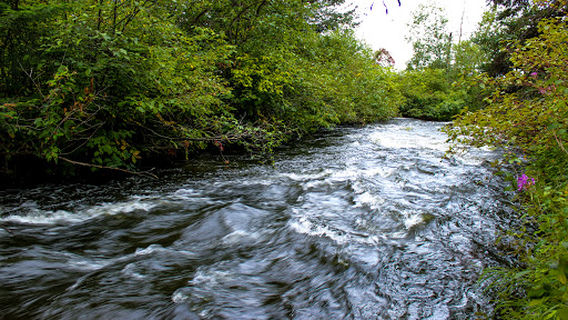 Mink bay wetland trail