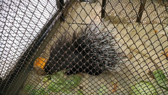 Station of young naturalists