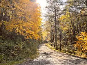 Bald Eagle State Forest