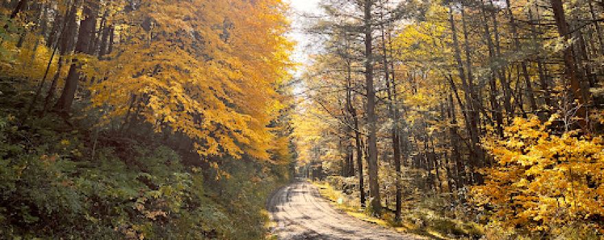 Bald Eagle State Forest