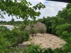 Konservasi burung maleo