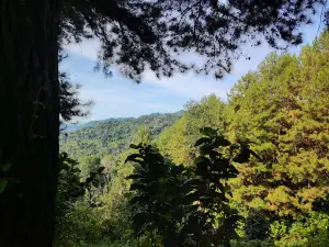 Objek wisata hutan pinus