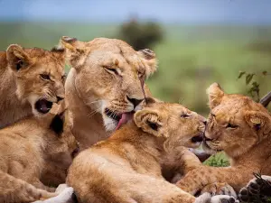 pian upe national park