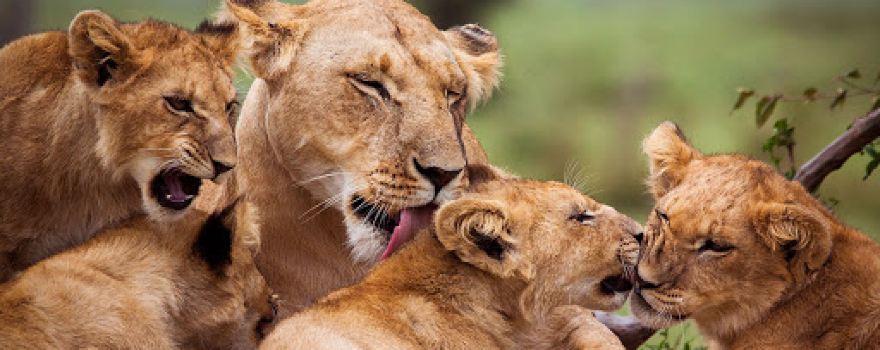 pian upe national park