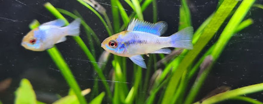 Pet's Royal ZOOFACHHANDEL