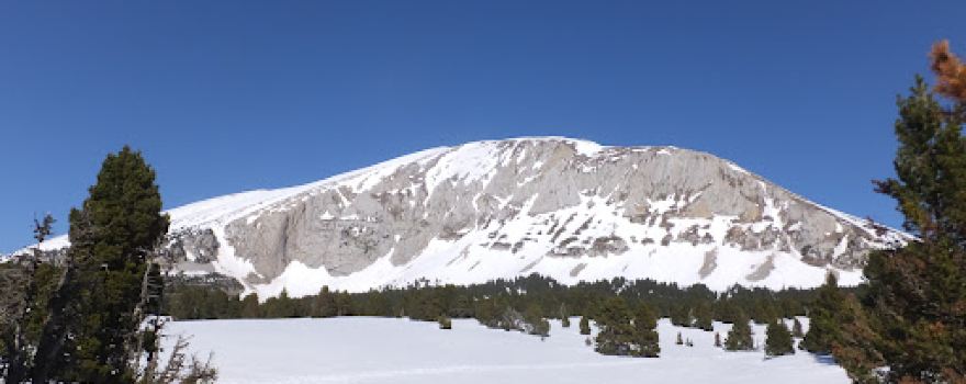 Ornithovercors
