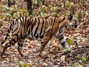 Sanjay Dubri National Park
