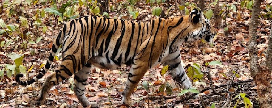 Sanjay Dubri National Park