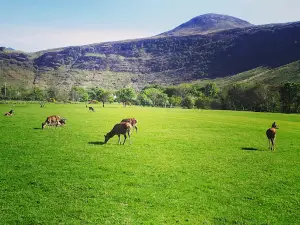 Lochranza Campsite and Golf