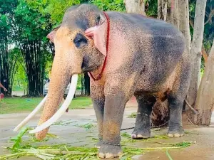 ศูนย์อนุรักษ์ช้าง ช้างทองคำ Changthongkhum Conservation