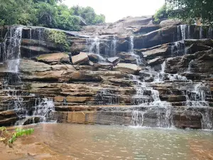 Alopi Dari