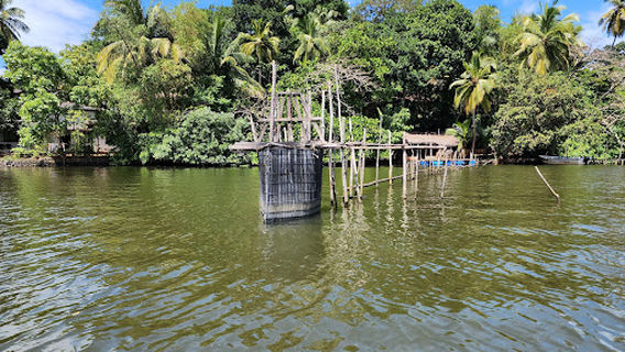 Madu Ganga Fish Therapy