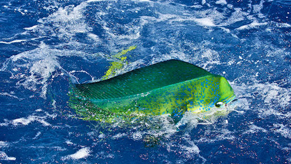 The Hook Fishing Guatemala