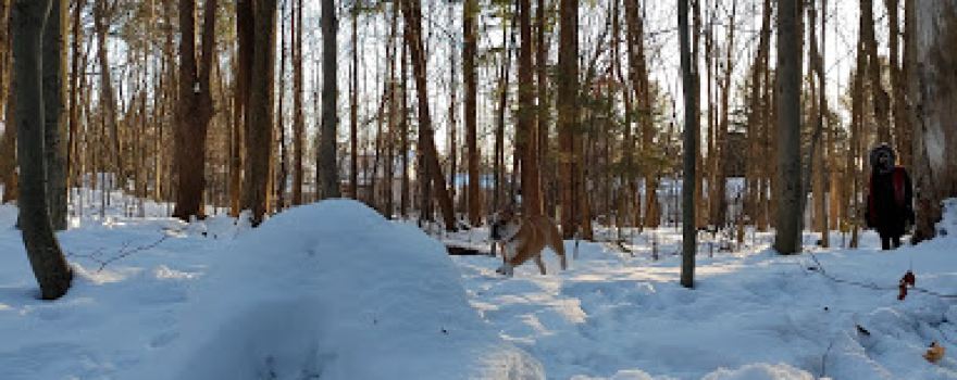 Bois des bosquets