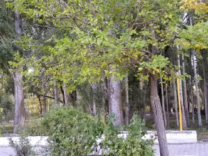 Pasinler İlçe Stadyumu