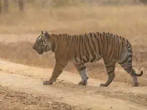 Khitauli Gate (Bandhavgarh National Park)