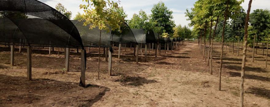 Vivero AgroForestal Municipal