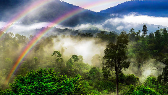 Dhamma Earth - Kuala Lumpur 法域 - 吉隆坡 (传法生态林)