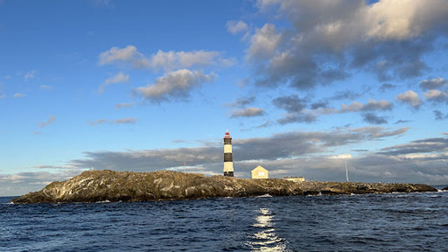 Eagle Wing Whale & Wildlife Tours