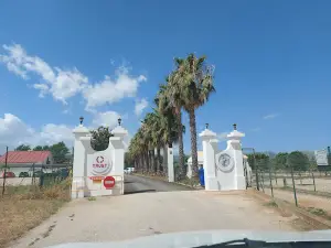 Trust resort canino