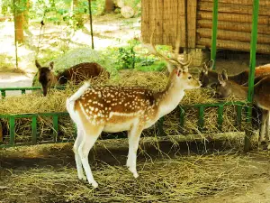 Mini Zoo Rozite