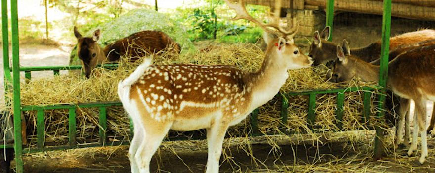 Mini Zoo Rozite