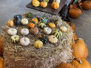 Youth Farm Corn Maze