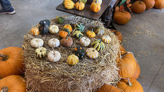 Youth Farm Corn Maze