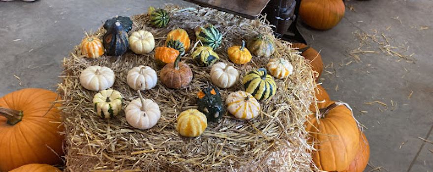 Youth Farm Corn Maze