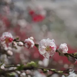 砧公園