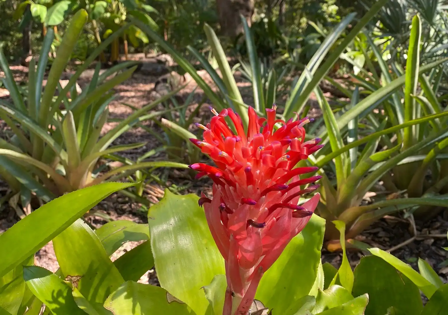 Hotels near Jacksonville Arboretum & Botanical Gardens