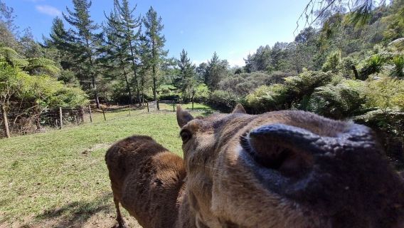 Whiti Farm Park