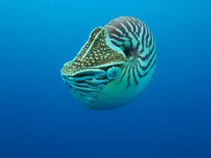 Nautilus Scuba
