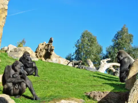 Bioparc Valencia