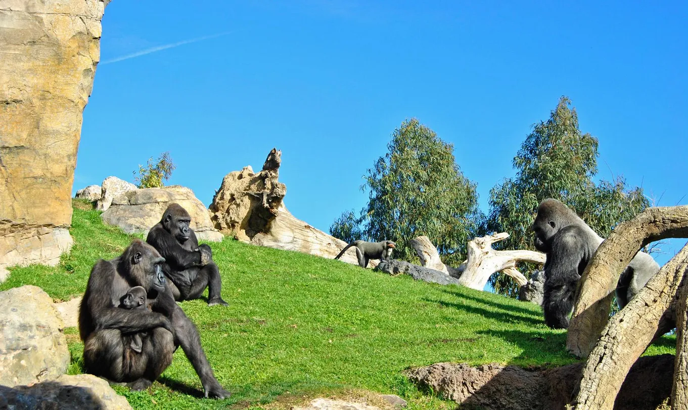 3_Bioparc Valencia