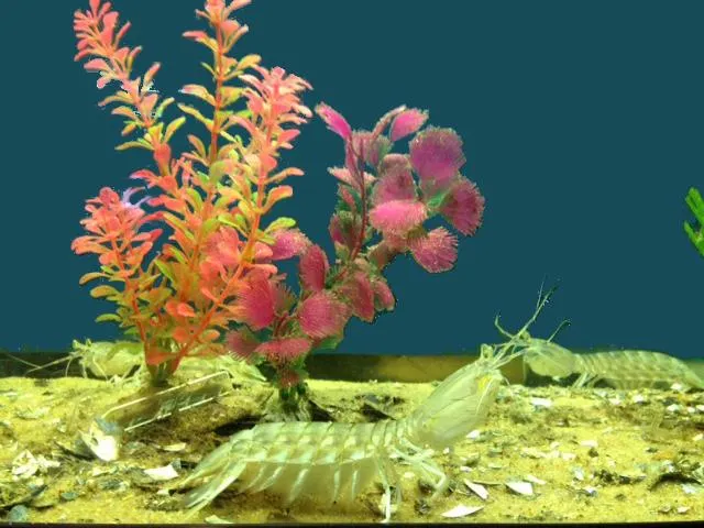 4_Aquarium at Rockport Harbor
