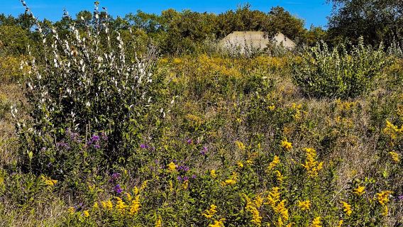 Midewin National Tallgrass Prairie