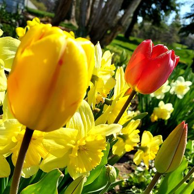 Tuthill Park