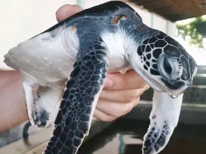 Kosgoda Turtle Conservation and Research Centre