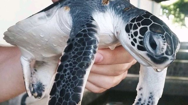 Kosgoda Turtle Conservation and Research Centre