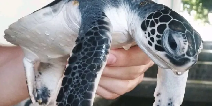 KOSGODA Turtle Conservation and Research Centre