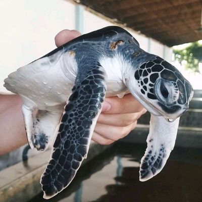 Kosgoda Turtle Conservation and Research Centre