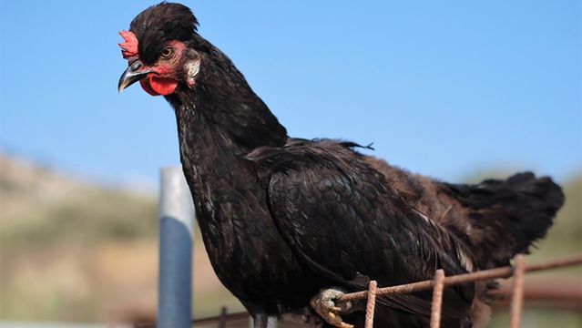 Dreams of Horses Farm